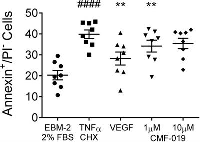 The G Protein Biased Small Molecule Apelin Agonist CMF-019 is Disease Modifying in Endothelial Cell Apoptosis In Vitro and Induces Vasodilatation Without Desensitisation In Vivo